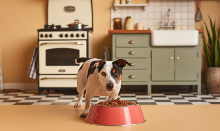 Calculer la ration ménagère pour son chien : guide humoristique et pratique pour 2026